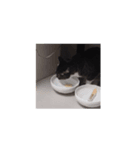 我が猫を見よ！ 劇場版（個別スタンプ：6）