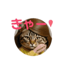 お酒とネコ好きな日常会話62（個別スタンプ：6）