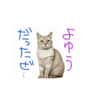 お酒とネコ好きな日常会話62（個別スタンプ：10）