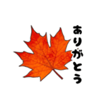 動く紅葉と秋の挨拶言葉（個別スタンプ：12）