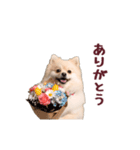 動く！ポメラニアン（個別スタンプ：1）