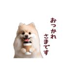 動く！ポメラニアン（個別スタンプ：2）