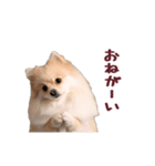 動く！ポメラニアン（個別スタンプ：3）
