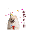 動く！ポメラニアン（個別スタンプ：4）