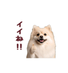 動く！ポメラニアン（個別スタンプ：8）