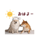 動く！ポメラニアン（個別スタンプ：11）