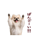 動く！ポメラニアン（個別スタンプ：13）