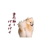 動く！ポメラニアン（個別スタンプ：15）