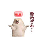 動く！ポメラニアン（個別スタンプ：16）