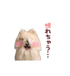 動く！ポメラニアン（個別スタンプ：17）