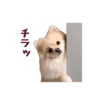動く！ポメラニアン（個別スタンプ：20）