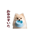 動く！ポメラニアン（個別スタンプ：21）