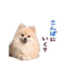 動く！ポメラニアン（個別スタンプ：22）