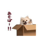 動く！ポメラニアン（個別スタンプ：23）