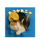 穴から飛び出す☆ニャンダフォー（個別スタンプ：5）