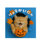 穴から飛び出す☆ニャンダフォー（個別スタンプ：10）