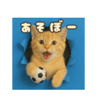 穴から飛び出す☆ニャンダフォー（個別スタンプ：13）