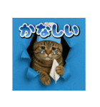 穴から飛び出す☆ニャンダフォー（個別スタンプ：15）