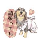 ほんのりオパールな毛並のダックスたち（個別スタンプ：7）
