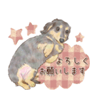ほんのりオパールな毛並のダックスたち（個別スタンプ：16）
