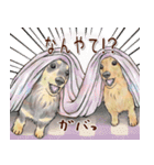 ほんのりオパールな毛並のダックスたち（個別スタンプ：21）