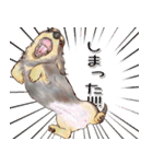 ほんのりオパールな毛並のダックスたち（個別スタンプ：25）