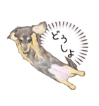 ほんのりオパールな毛並のダックスたち（個別スタンプ：27）