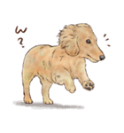 ほんのりオパールな毛並のダックスたち（個別スタンプ：30）