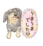 ほんのりオパールな毛並のダックスたち（個別スタンプ：34）