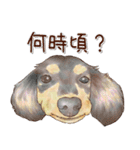 ほんのりオパールな毛並のダックスたち（個別スタンプ：36）