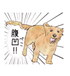 ほんのりオパールな毛並のダックスたち（個別スタンプ：38）