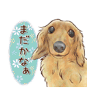ほんのりオパールな毛並のダックスたち（個別スタンプ：39）