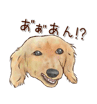 ほんのりオパールな毛並のダックスたち（個別スタンプ：40）