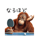 オラウータン×卓球！3Dリアル（個別スタンプ：22）