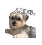 はっぴーLv.3（個別スタンプ：2）