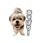 はっぴーLv.3（個別スタンプ：4）