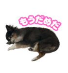 ぽっちゃん-カワイイ-（個別スタンプ：16）