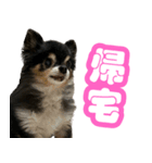 ぽっちゃん-カワイイ-（個別スタンプ：17）