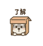 かくれんぼシュナのご連絡セット（個別スタンプ：1）