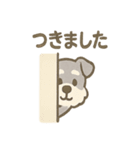 かくれんぼシュナのご連絡セット（個別スタンプ：13）