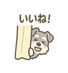 かくれんぼシュナのご連絡セット（個別スタンプ：21）