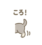 かくれんぼシュナのご連絡セット（個別スタンプ：36）
