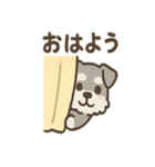 かくれんぼシュナのご連絡セット（個別スタンプ：37）