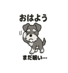 ミニチュアシュナウザーのスタンプ2（個別スタンプ：1）