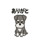 ミニチュアシュナウザーのスタンプ2（個別スタンプ：2）