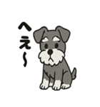 ミニチュアシュナウザーのスタンプ2（個別スタンプ：5）