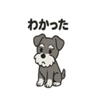 ミニチュアシュナウザーのスタンプ2（個別スタンプ：7）