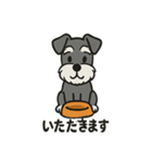 ミニチュアシュナウザーのスタンプ2（個別スタンプ：11）