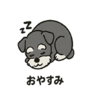 ミニチュアシュナウザーのスタンプ2（個別スタンプ：13）
