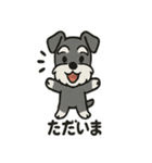 ミニチュアシュナウザーのスタンプ2（個別スタンプ：15）